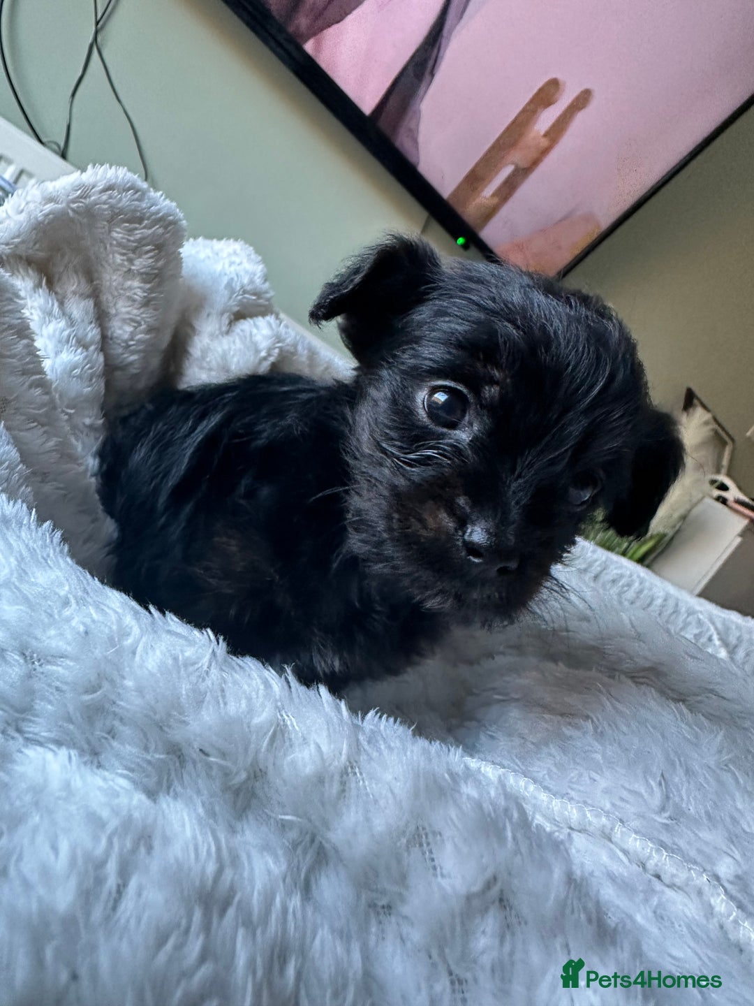 Mixed Breed dogs for sale: Yorkiepoo - Advert 6