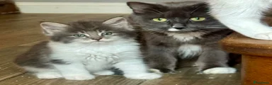 Mixed Breed Kitten 6