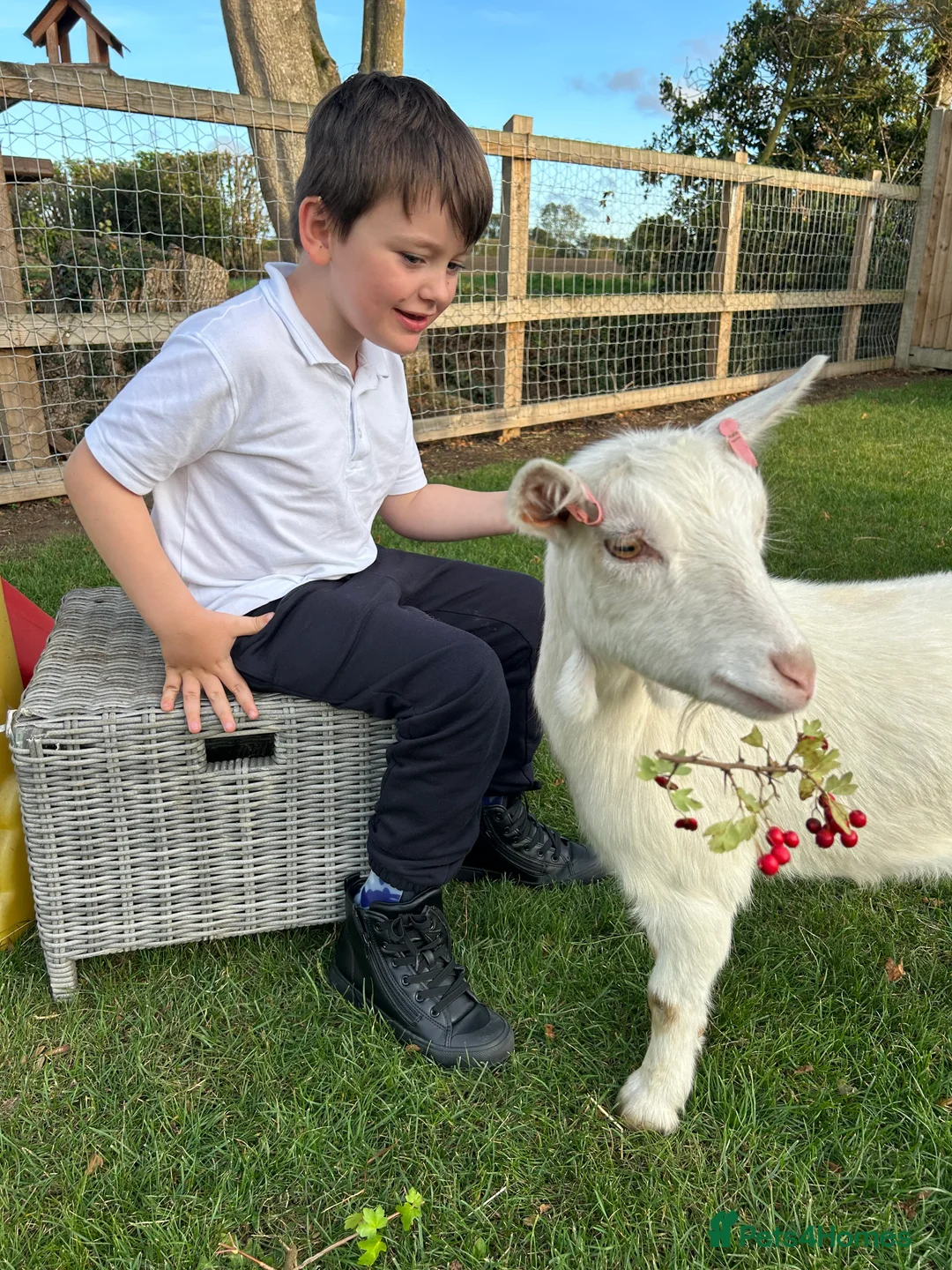 Goats livestock for sale: 2x pigmy goats mum and daughter  - Advert 2