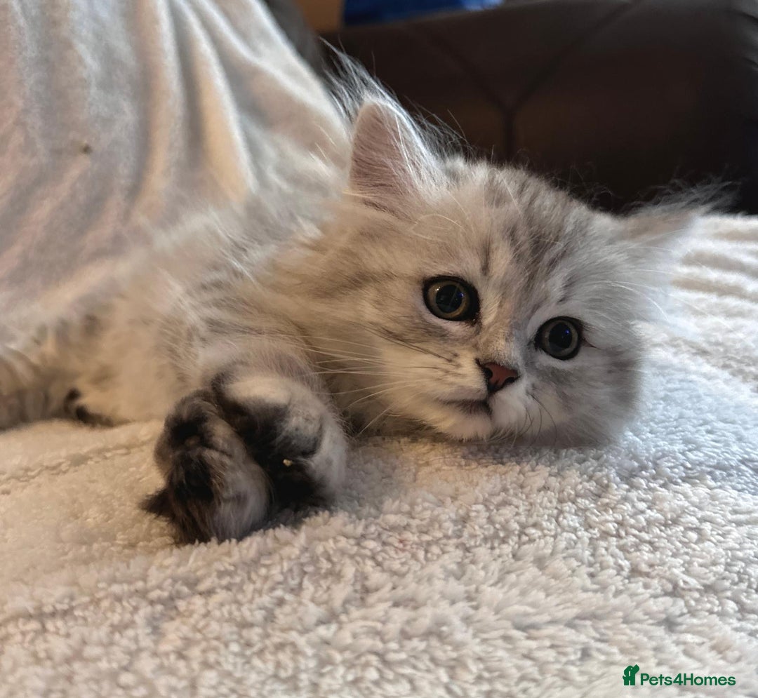 Siberian cats for sale: ❤️ 5 super friendly Siberian mix kittens ❤️ - Image 5