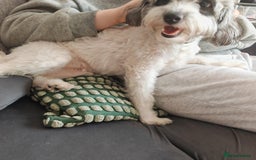 Jackapoo dogs for sale: Jackapoo missy looking for forever home - Image 1
