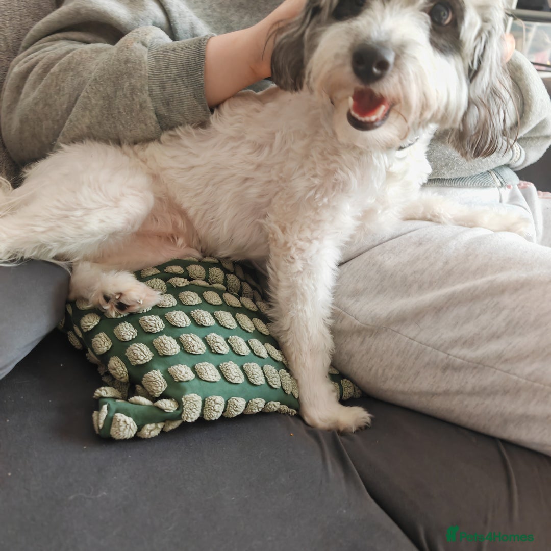 Jackapoo dogs for sale: Jackapoo missy looking for forever home - Image 1