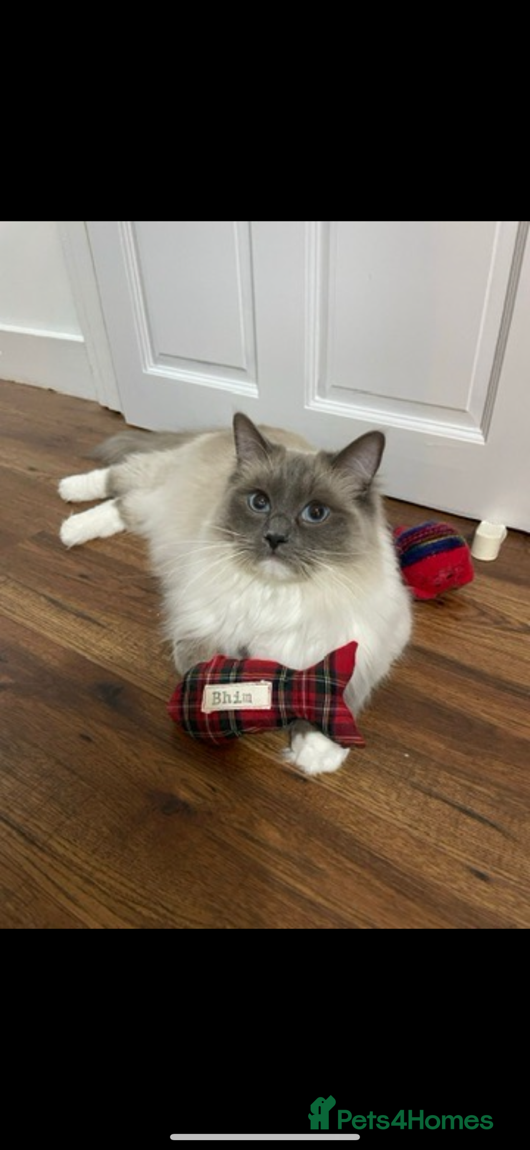 Ragdoll cats for sale: Ragdoll cross British blue kittens  - Advert 2