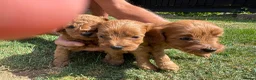Cockapoo dogs for sale: F1b cockapoo  - Advert 4
