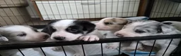 Mixed Breed dogs for sale: Beardie border x puppies - Advert 13
