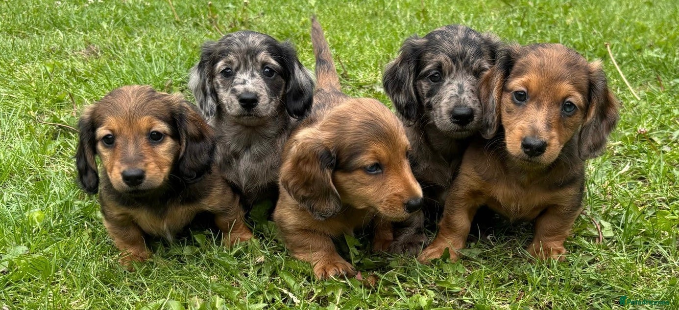 Miniature Dachshund dogs £950!!Miniature long haired dachshund puppies - Advert 6