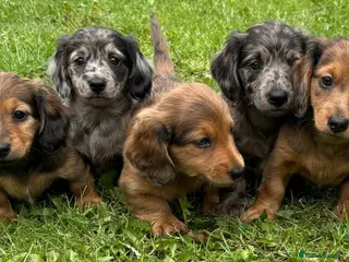 Miniature Dachshund dogs £950!!Miniature long haired dachshund puppies - Advert 6