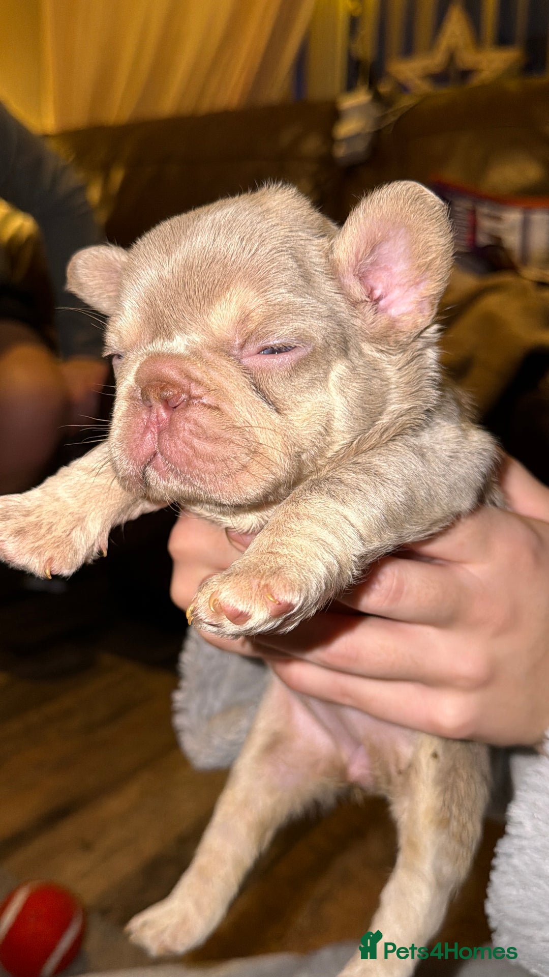 French Bulldog dogs for sale: 6 beautiful Isabella and tan  - Advert 12