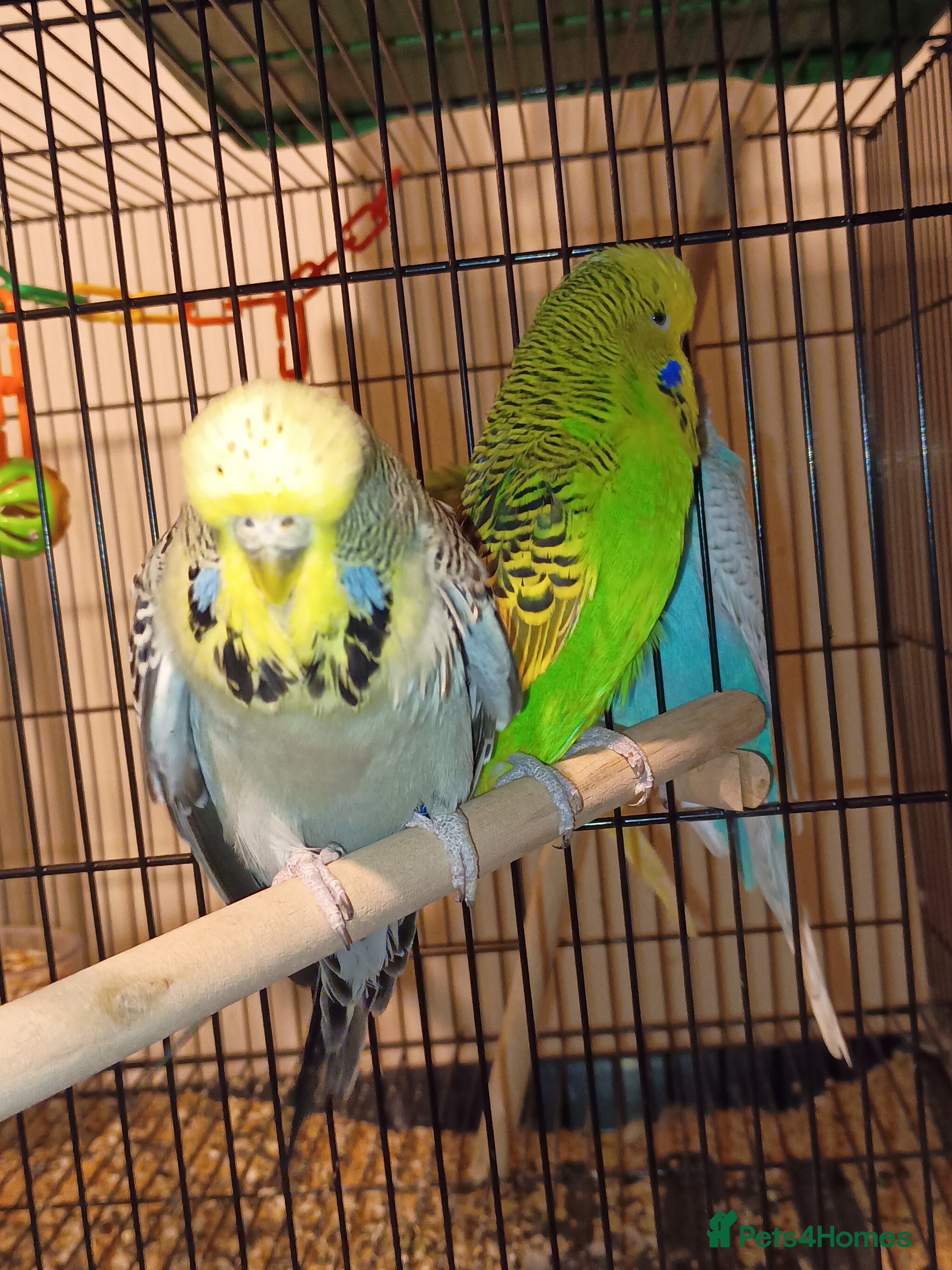 Budgerigars birds Budgies - Advert 1