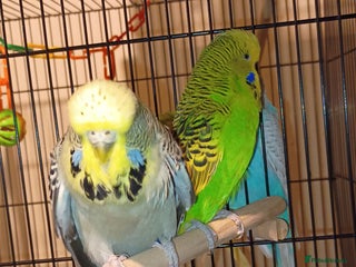 Budgerigars birds Budgies - Advert 1