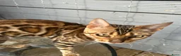 Bengal cats for sale: Bengal kitten in Warrington - Advert 3
