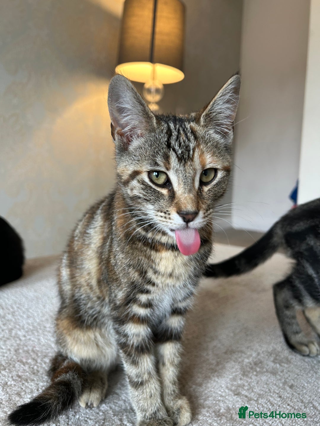 Mixed Breed cats for sale: 2 beautiful kittens ready for a loving home - Image 22