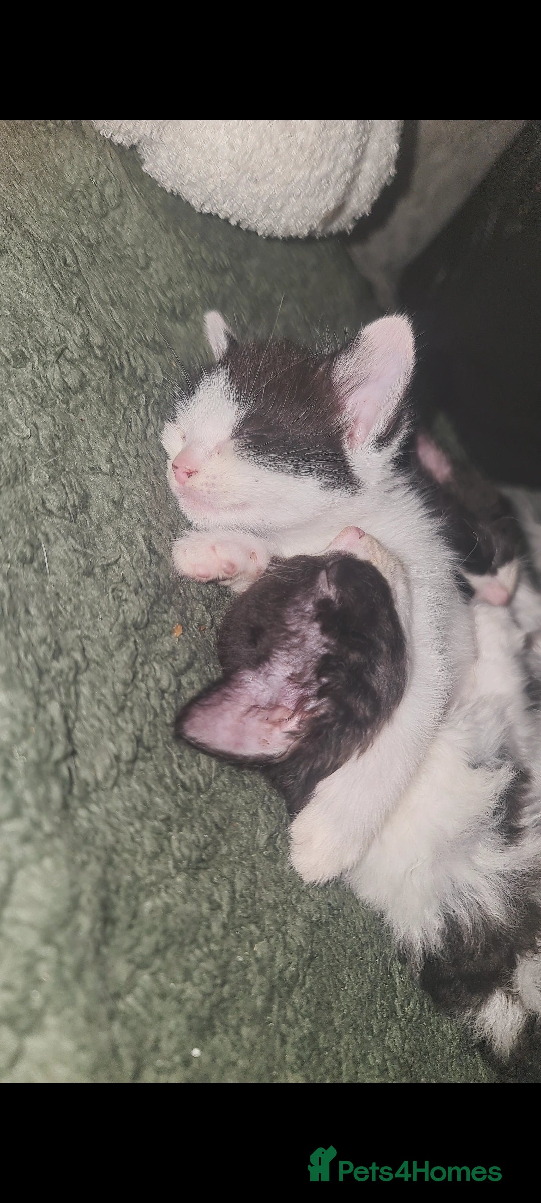 Mixed Breed cats for sale: Beautiful playful kittens  - Advert 5