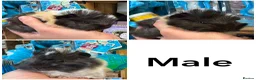 Guinea Pig rodents for sale: Friendly handled baby guinea pigs - Advert 5