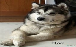 Alaskan Malamute dogs for sale: 🌟Beautiful pure malamutes💯 - Image 22