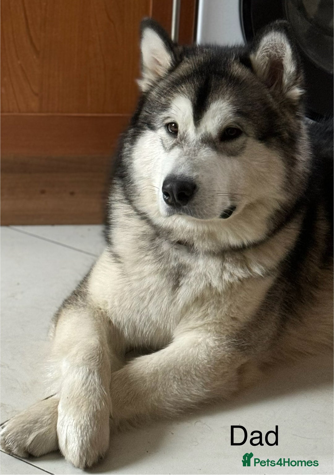 Alaskan Malamute dogs for sale: 🌟Beautiful pure malamutes💯 - Image 22