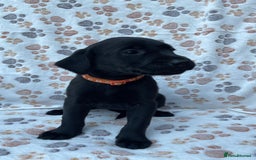 Labrador Retriever dogs for sale: **PEDIGREE, KC REGISTERED AND HIP SCORED** - Image 21