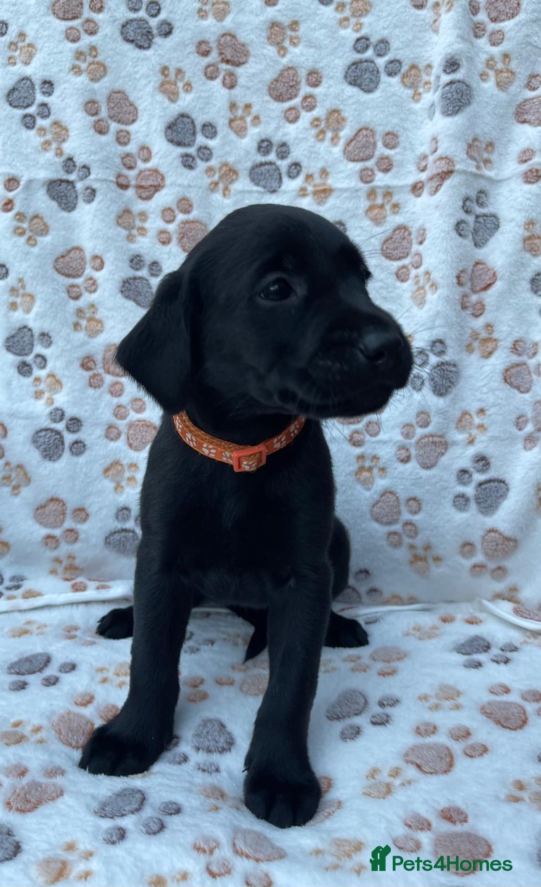 Labrador Retriever dogs for sale: **PEDIGREE, KC REGISTERED AND HIP SCORED** - Image 21