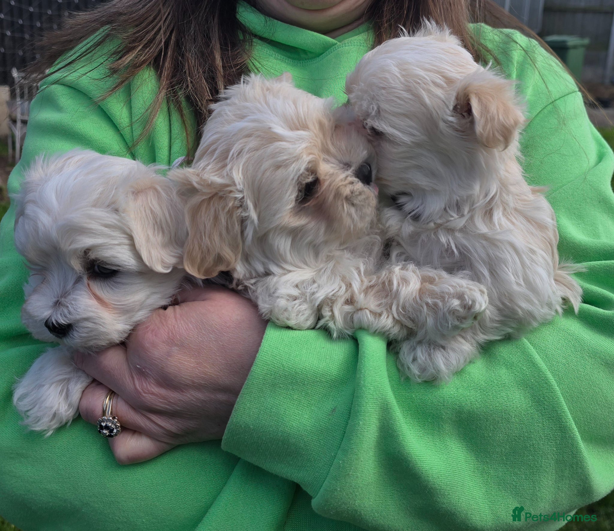 Maltipoo dogs  Extra small Korean Toy Maltipoo baby's  - Advert 2