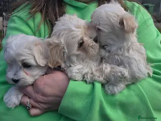 Maltipoo dogs Extra small Korean Toy Maltipoo baby's - Advert 2
