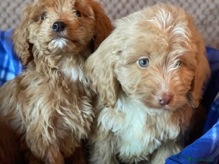 Cockapoo dogs Adorable cockapoo pups - Advert 10