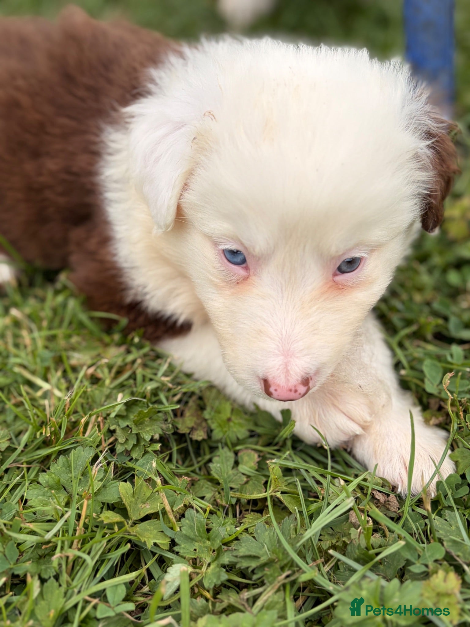 Border Collie dogs BEAUTIFUL BC PUPS, HEALTH TESTED CLEAR PARENTS  - Advert 2