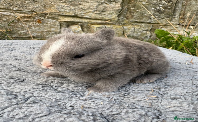 Netherland Dwarf rabbits - Advert 2