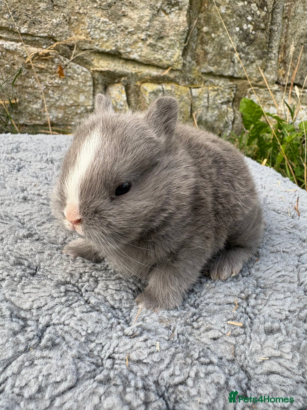 Netherland Dwarf rabbits for sale: Sweet Netherland Dwarf bunnies  - Image 1
