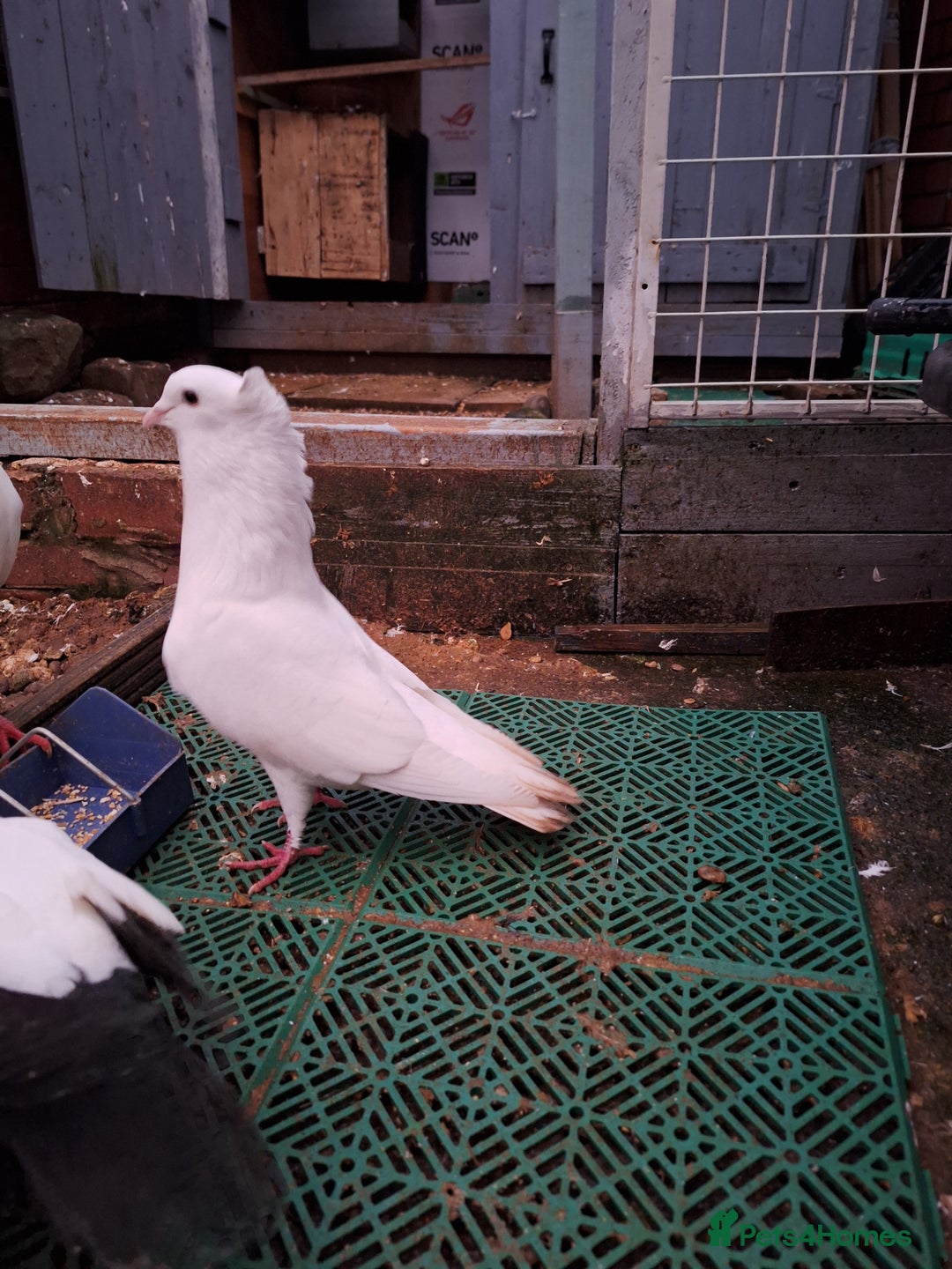 Pigeons birds for sale: 7 Pigeons for sale - Advert 24