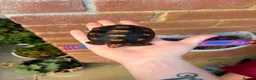 Tortoise reptiles for sale: Baby red foot tortoise  - Advert 2