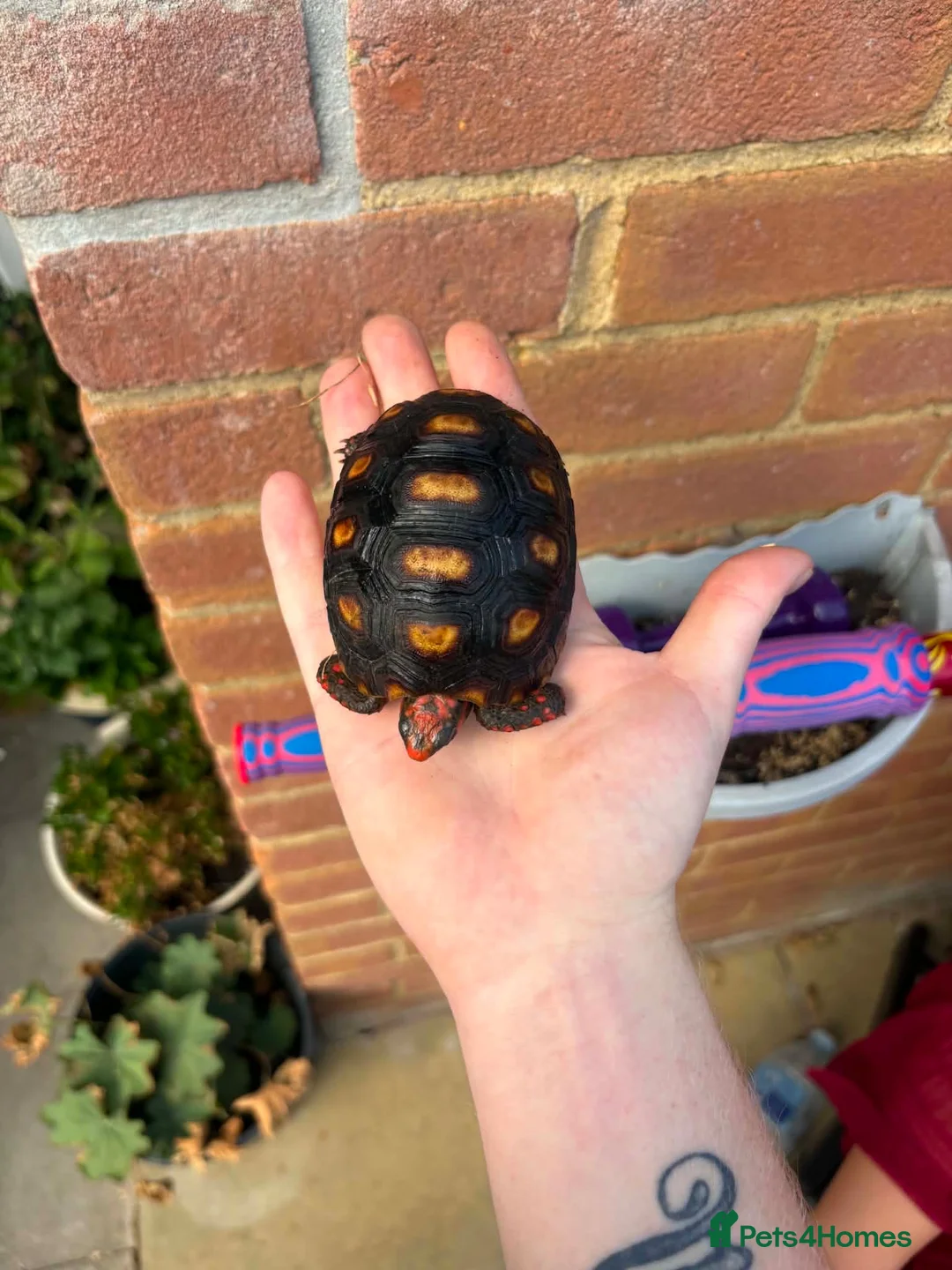 Tortoise reptiles for sale: Baby red foot tortoise  - Advert 2