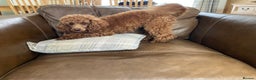 Poodle dogs for stud: Kc health tested fox red toy poodle in Stevenage - Advert 3