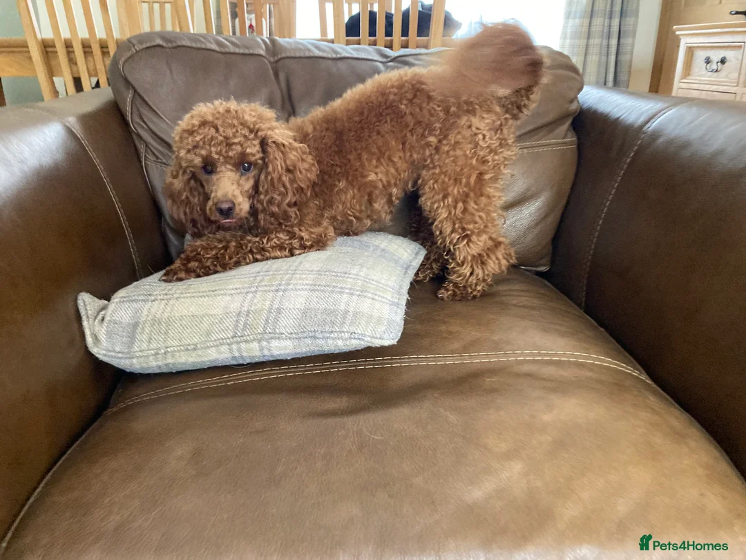Poodle dogs for stud: Kc health tested fox red toy poodle in Stevenage - Advert 3