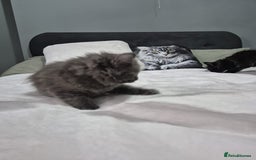 Maine Coon cats for sale: Stunning litter of maine coon kittens  - Advert 6