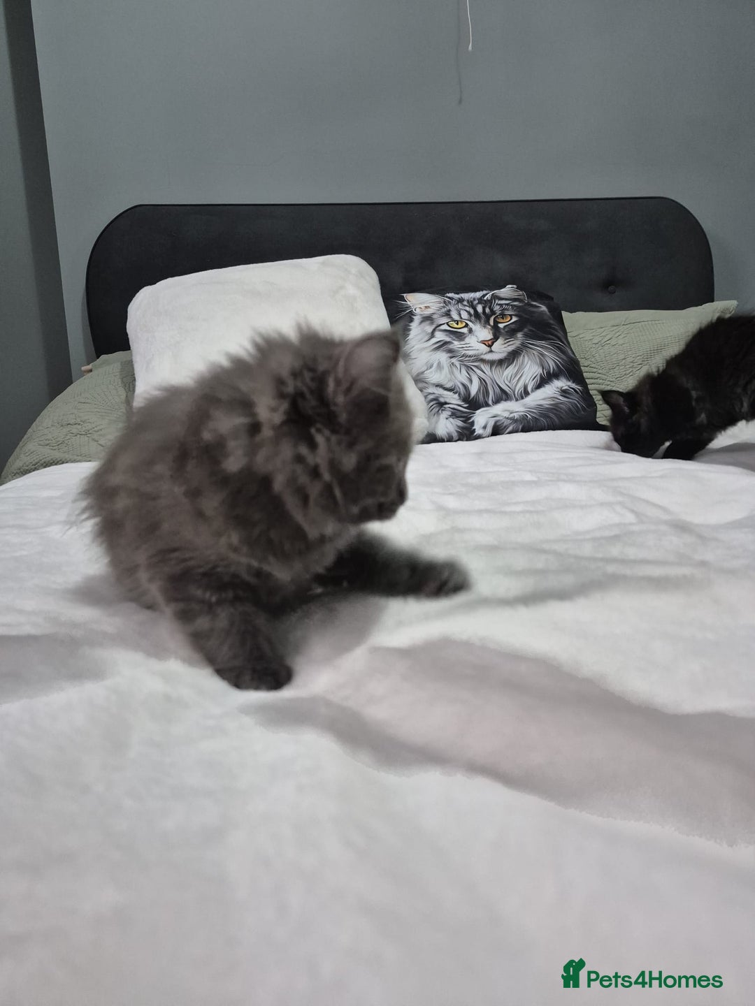 Maine Coon cats for sale: Stunning litter of maine coon kittens  - Advert 6