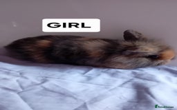 Lionhead rabbits for sale: Pure bred double main Lionhead Rabbits  - Image 4