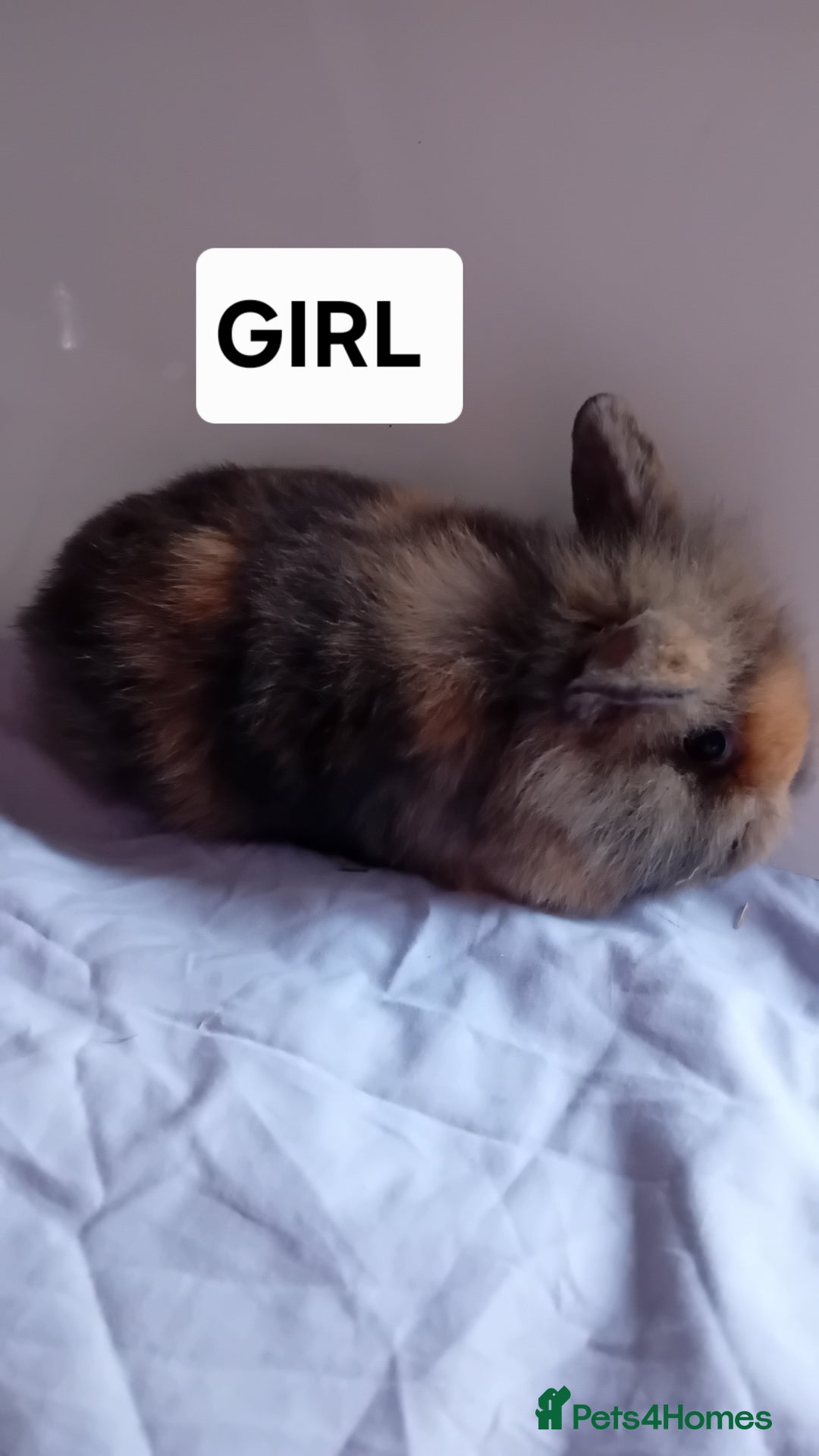 Lionhead rabbits for sale: Pure bred double main Lionhead Rabbits  - Image 4