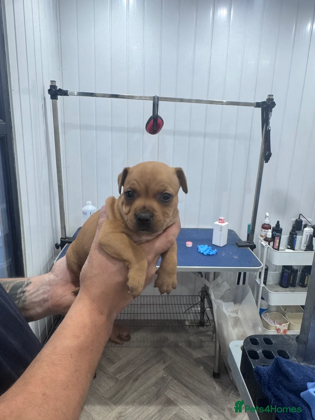 Staffordshire Bull Terrier dogs for sale: Staffordshire bull terrier pups  - Advert 2