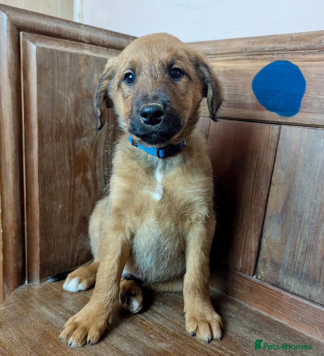 Bordoodle dogs for sale: Standard Bordoodle/Colliepoodle Puppies - Advert 17