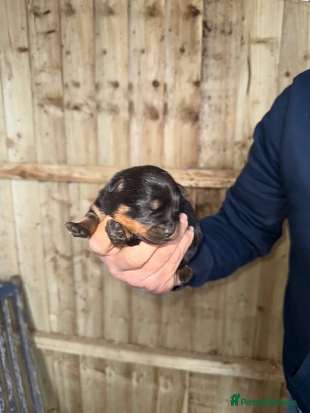 Rottweiler dogs for sale: Beautiful Rottweiler puppies in Radstock - Advert 6