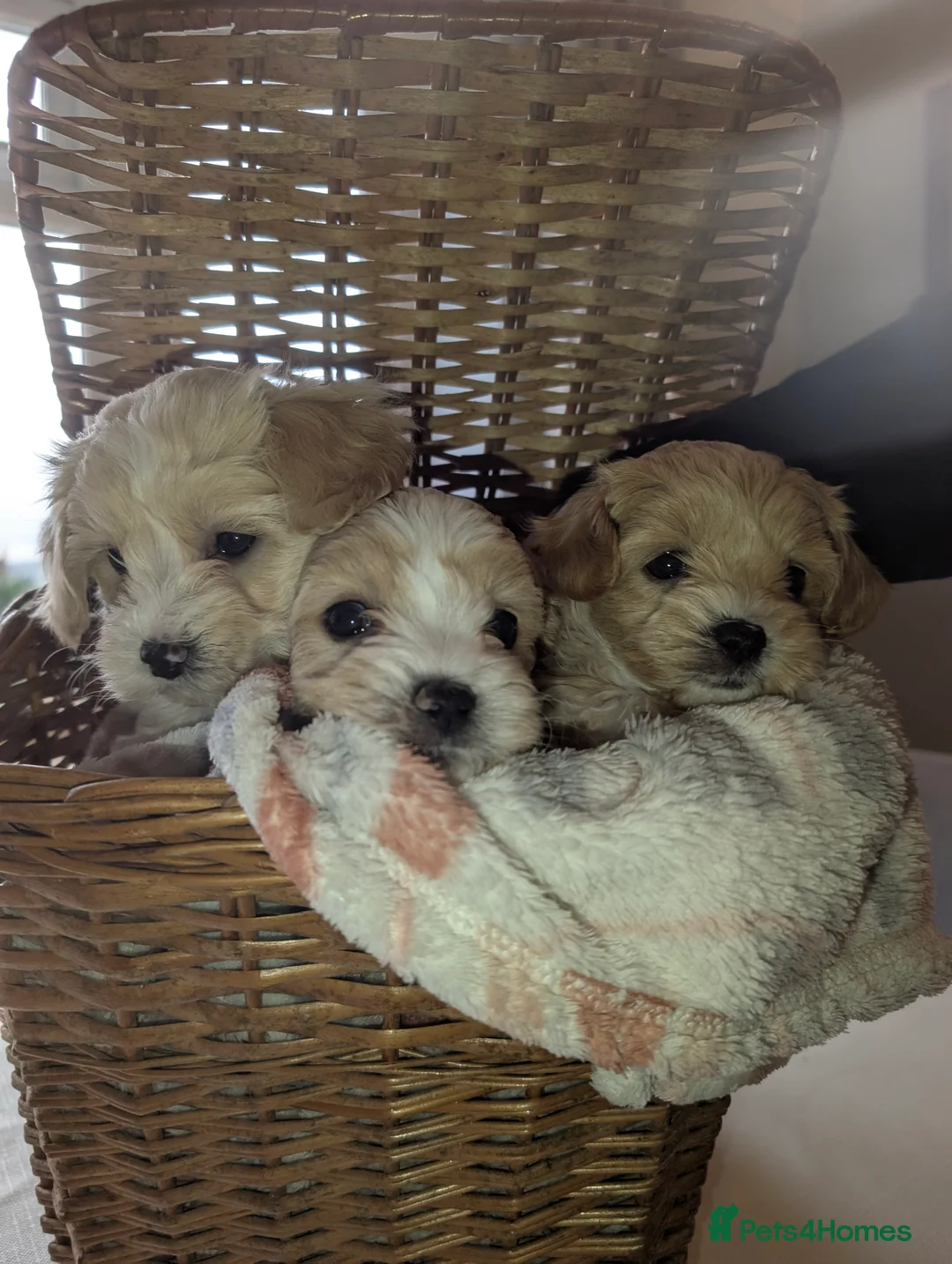 Maltipoo dogs for sale: Maltipoo puppies - Advert 18