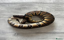 Python Snake reptiles for sale: Royal Pythons stunning morphs  - Image 2
