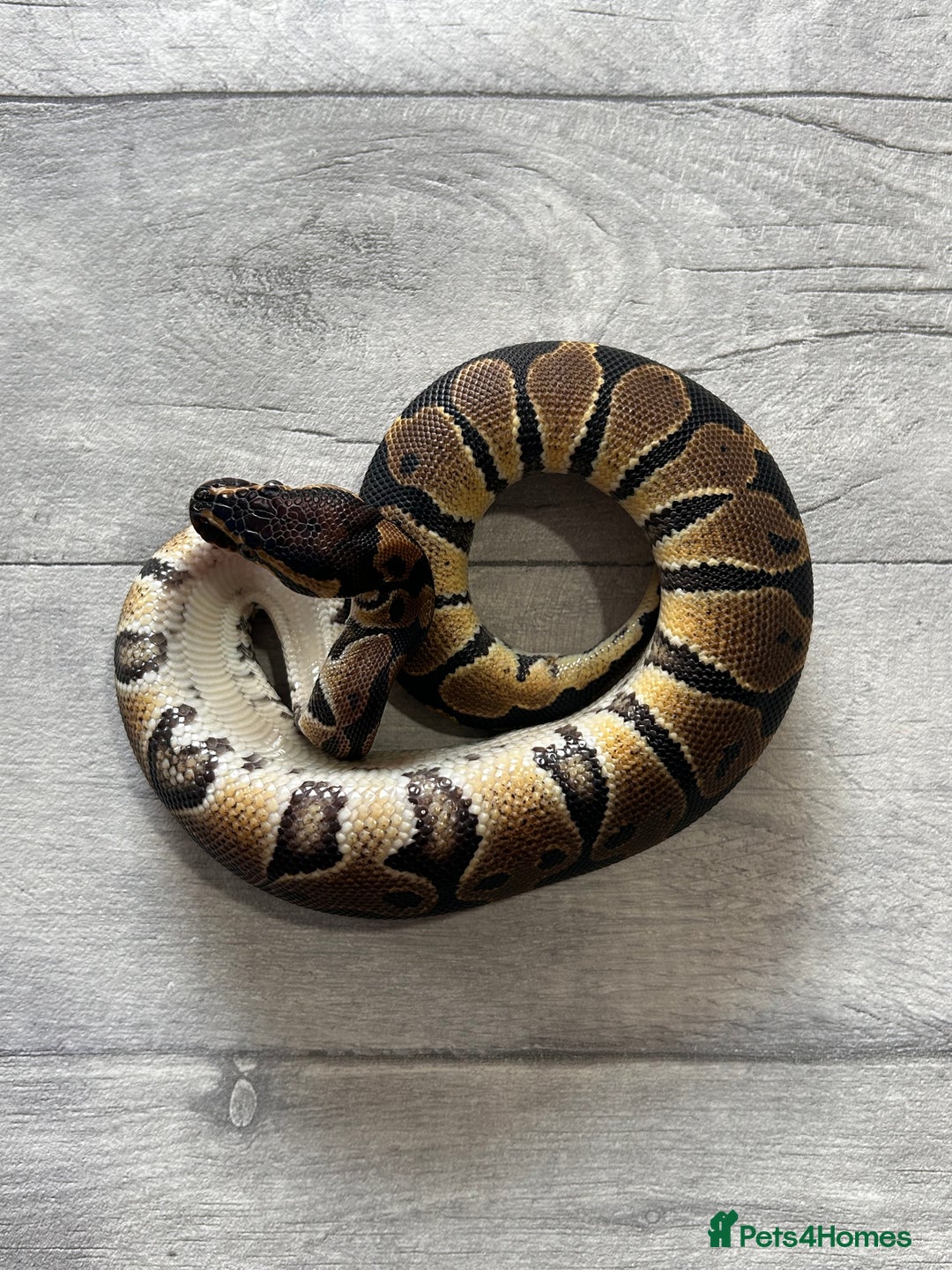 Python Snake reptiles for sale: Royal Pythons stunning morphs  - Image 2