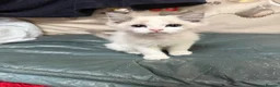 Ragdoll cats for sale: 2 left beautiful ragdoll male kittens - Advert 4