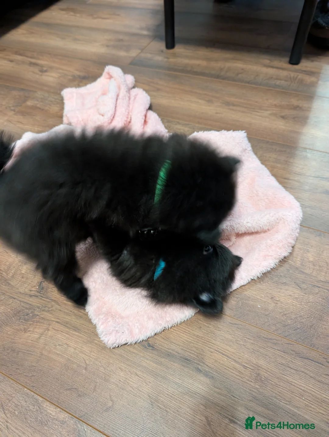 Pomeranian dogs for sale: Miniature Pomeranians - Advert 16