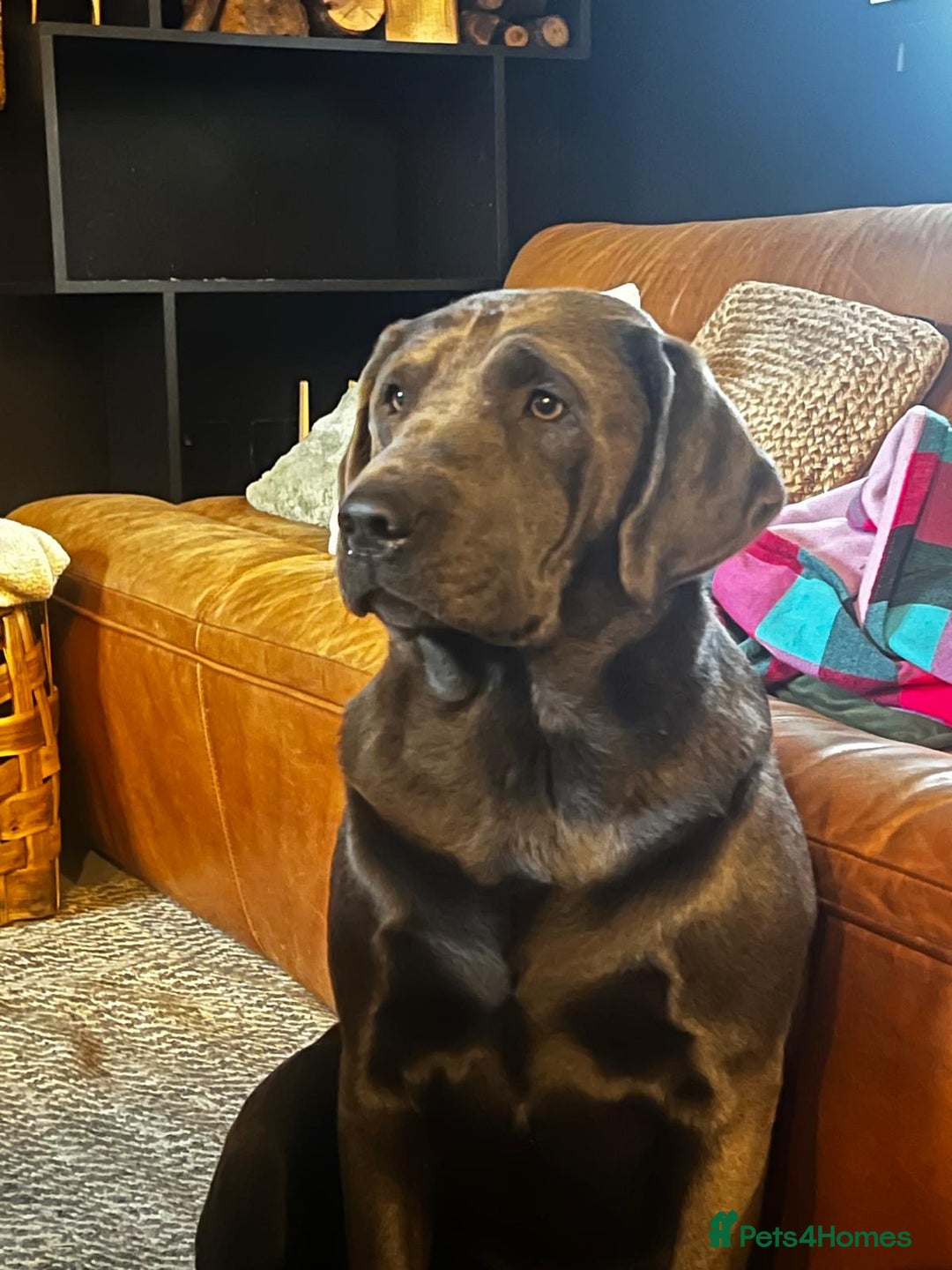 Labrador Retriever dogs for sale: GORGEOUS PUPS COMING SOON!  - Image 3