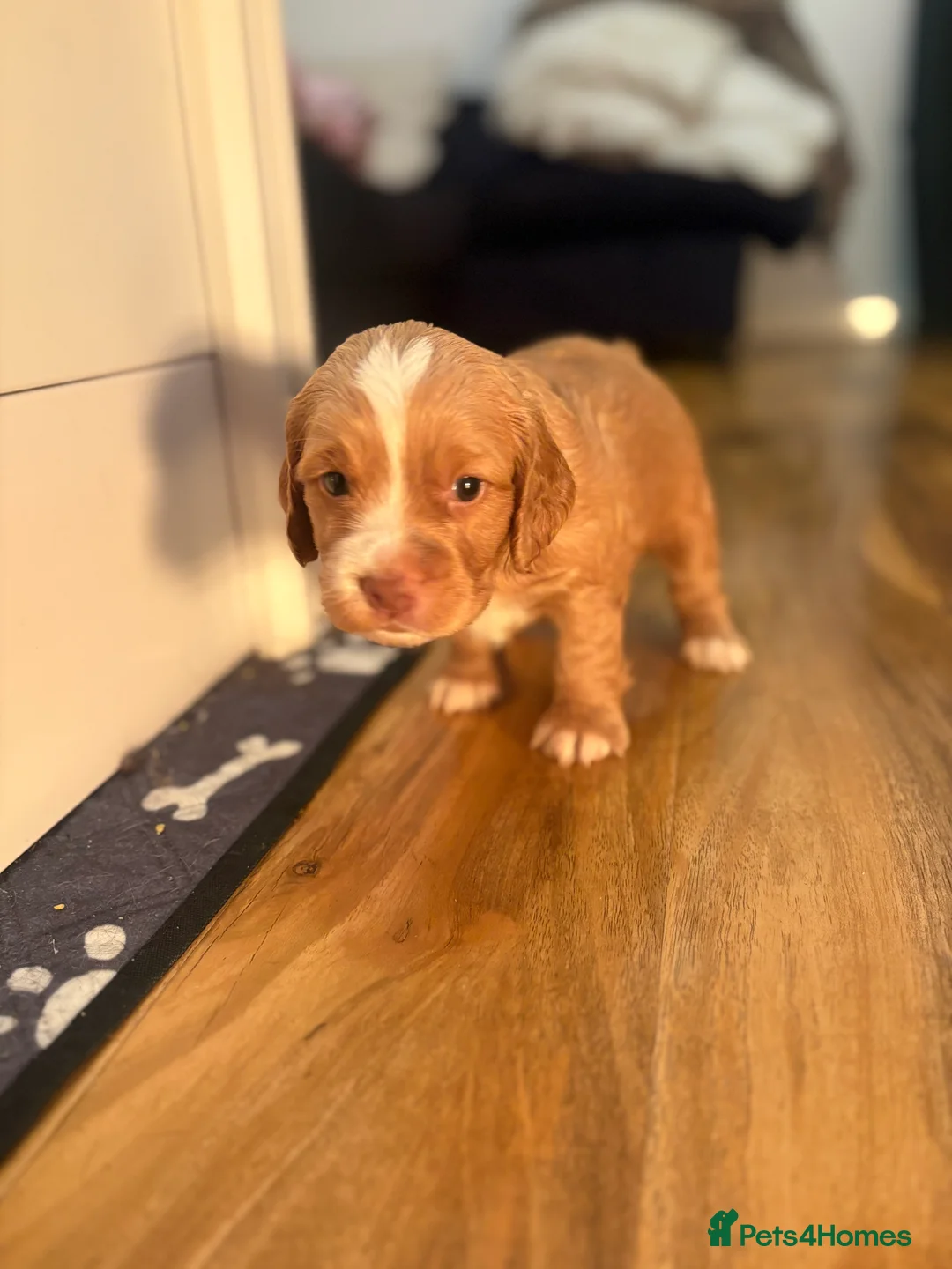 Cocker Spaniel dogs for sale: Cocker spaniel pups for sale  - Advert 7