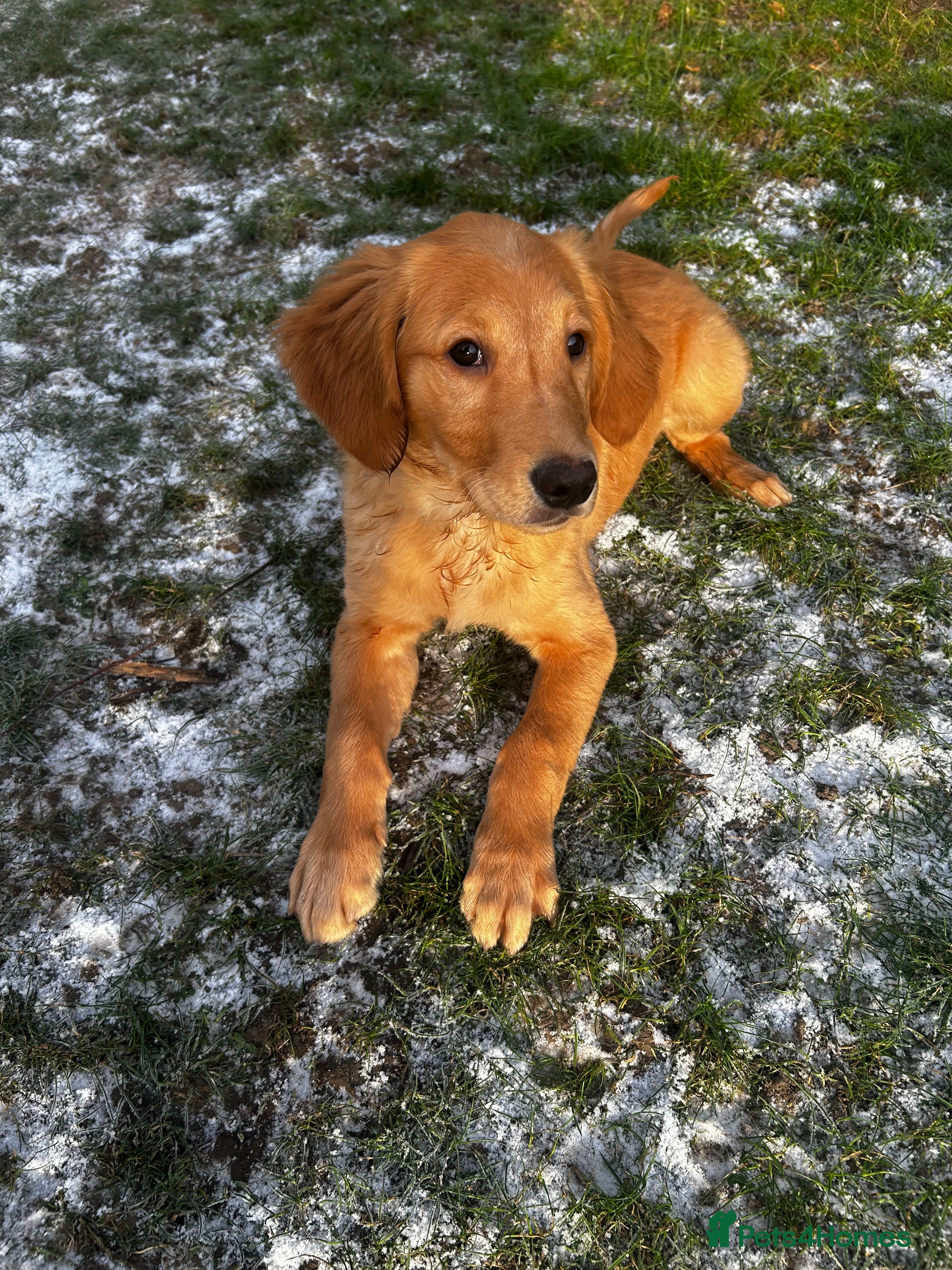 Golden Retriever dogs Trained Golden Retriever for sale  - Advert 1