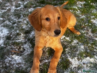 Golden Retriever dogs Trained Golden Retriever for sale - Advert 11