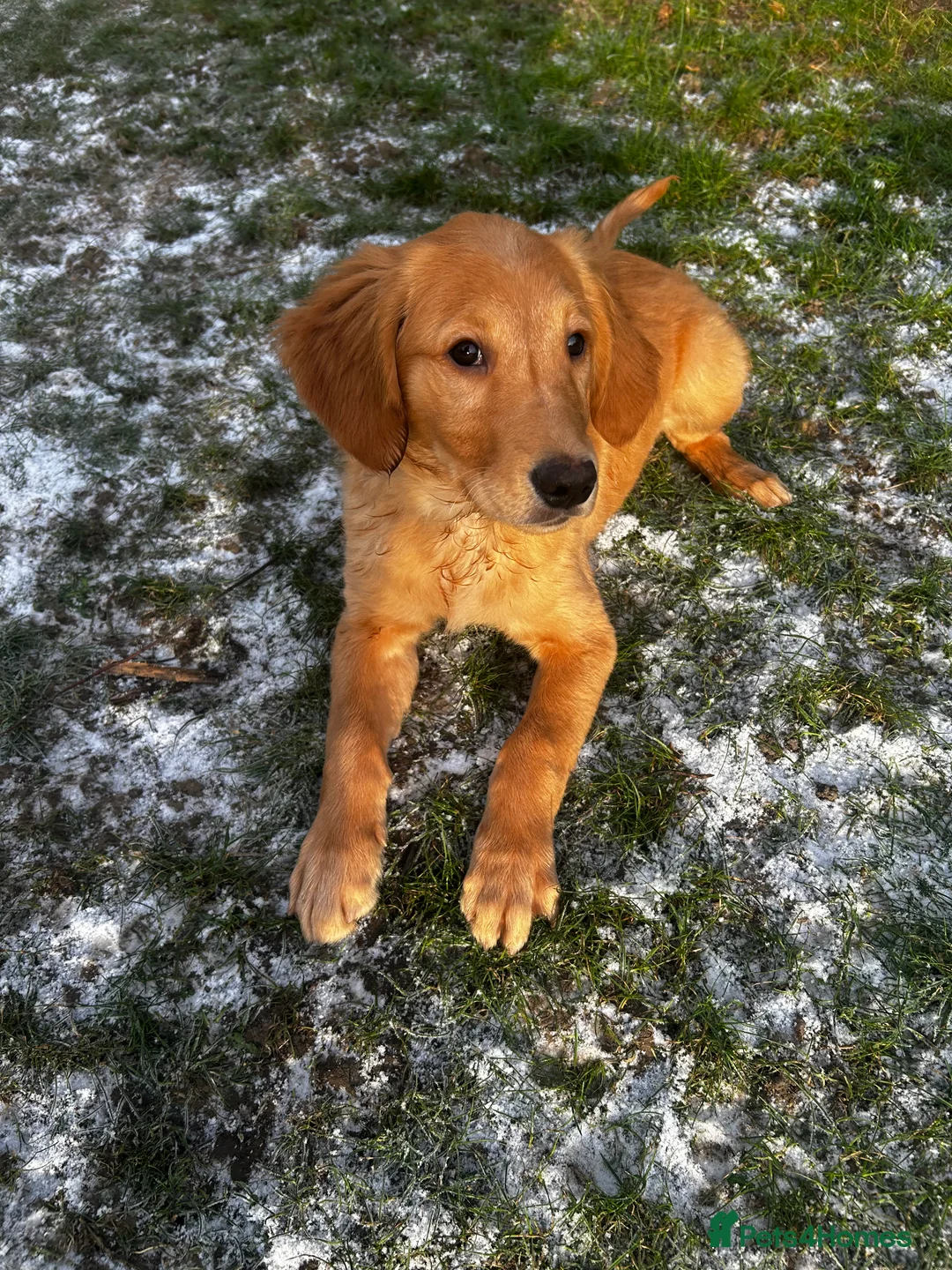 Golden Retriever dogs for sale: Trained Golden Retriever for sale  - Advert 9